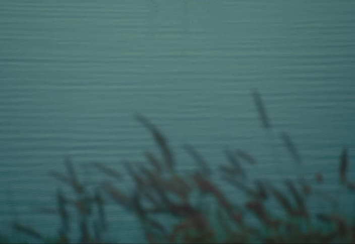 Plants along the shore move in the breeze as sunlight reflects on ripples in the water