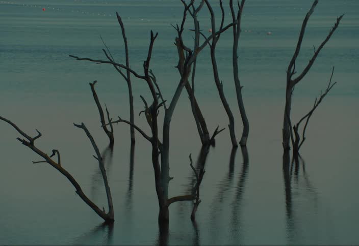 View of trees in a lake
