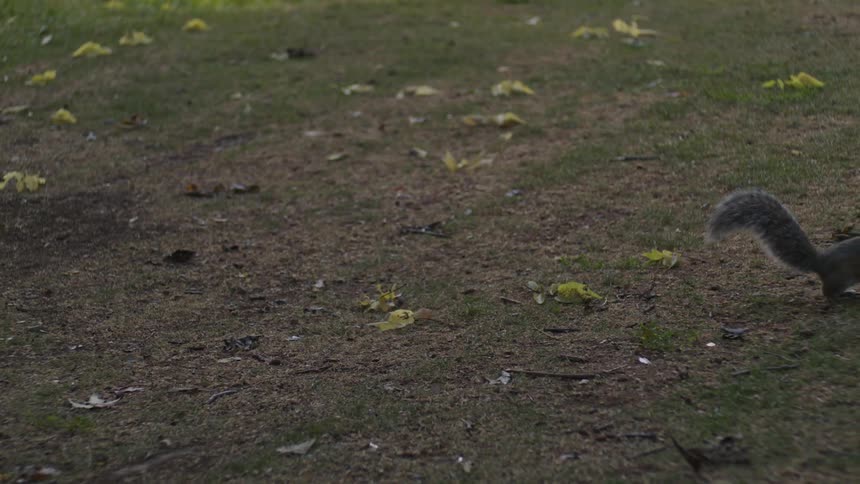 Squirrel grabbing food on a lawn and running