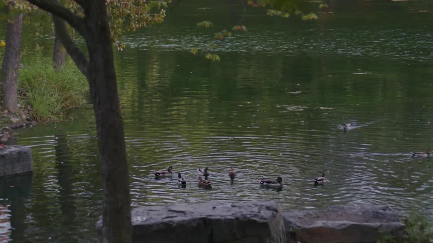 Ducks swimming in a pond
