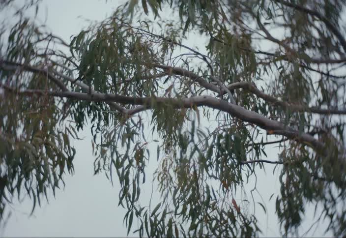 Trees with branches leaves and a cloudy sky