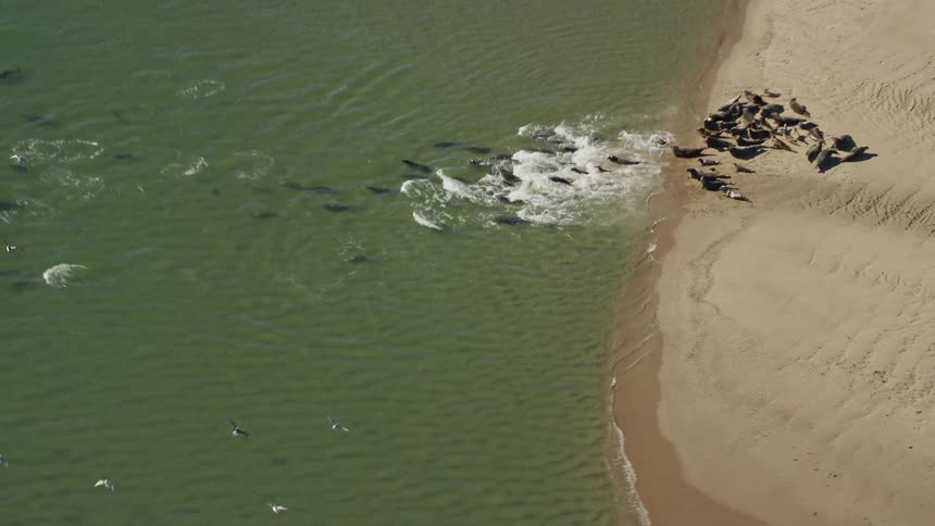 Several seals that are together on a small sand island dive into the sea
