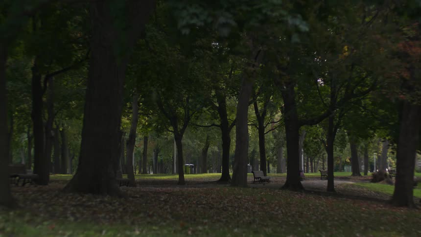 The forest is full of trees