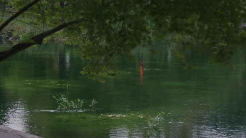 A stretch of water on pond and green trees