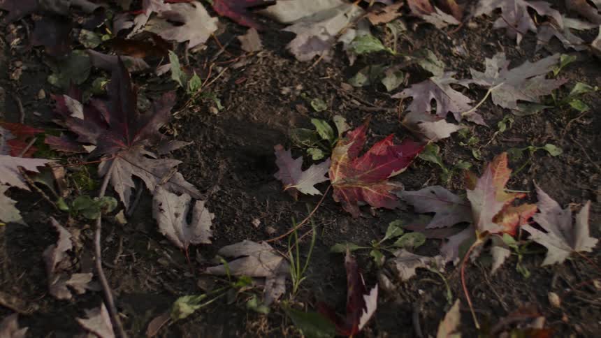Close up of dead maple leaves in the forest