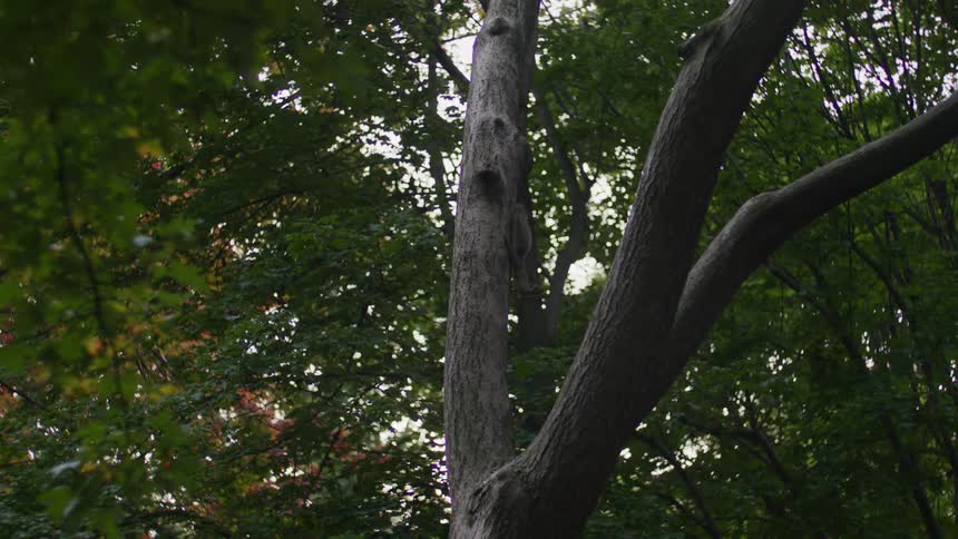 A small animal walking on the trunk of a huge tree with very green leaves