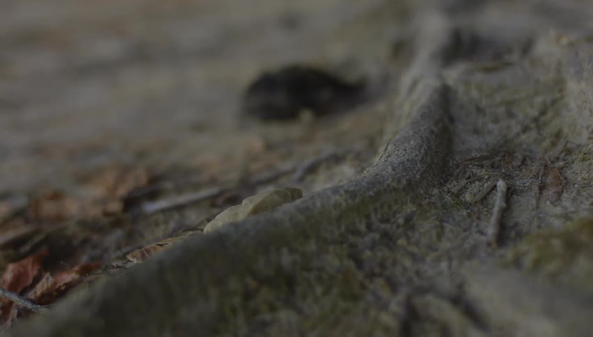 A childs hand picks up a rock from the ground near a tree root
