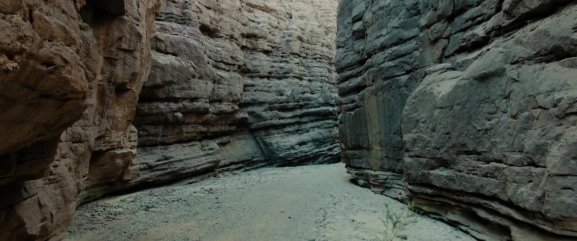 Lone plant grows on path through narrow canyon