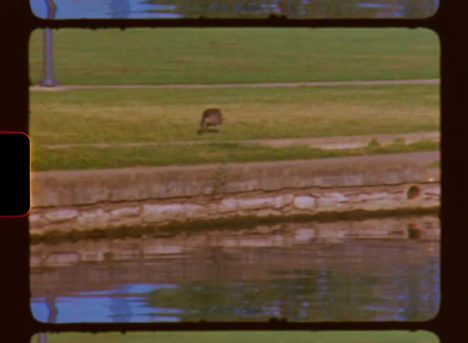 Duck stands near a pond in a park caught on vintage film