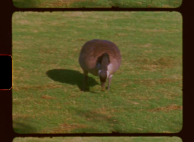 Bird on the lawn pecking the ground and feeding