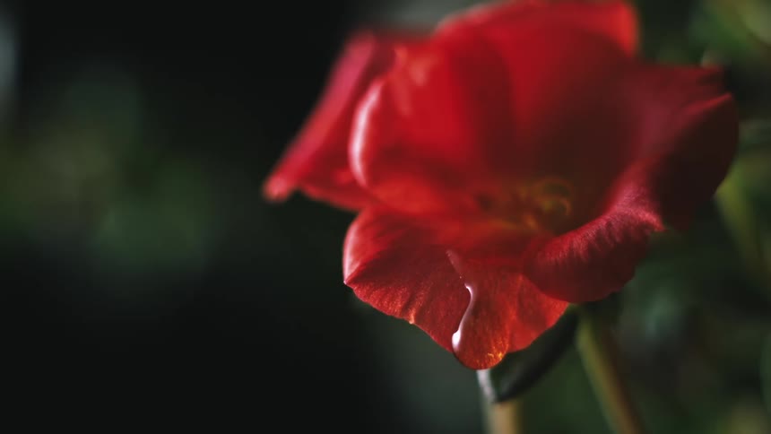 Red flower with dew droplets delicately sliding downward on its petal