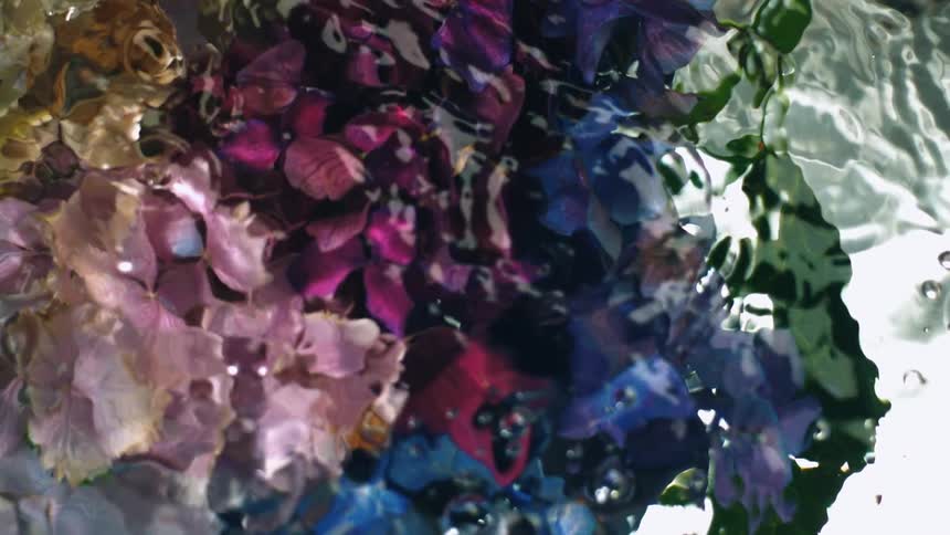 A large amount of clear water on top of several plants with colorful flowers