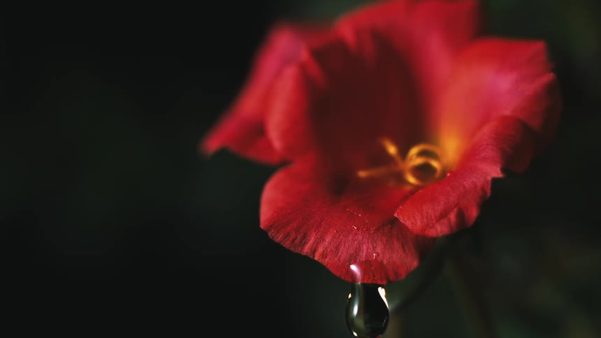 A drop of water falling from the red flower