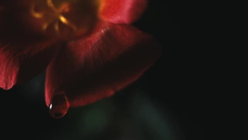 Water is on the red flower