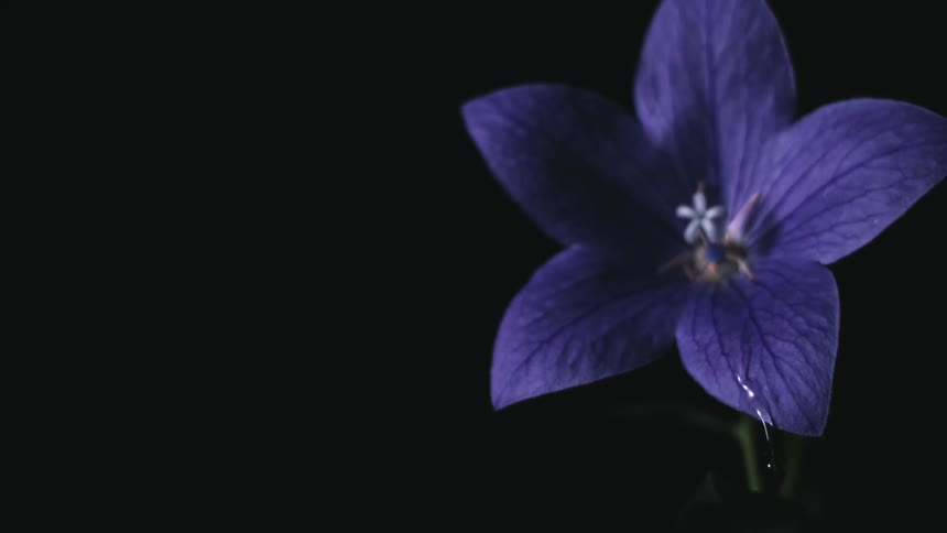 Water drips off the purple flower