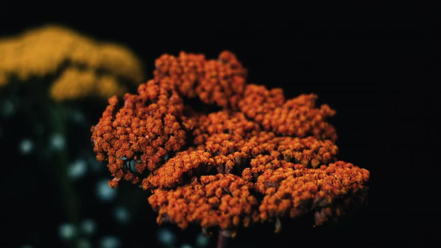 A drop of water slowly falling on the flowers
