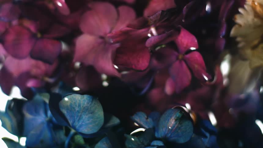 Water reflects colorful flowers that are partially immersed in the water