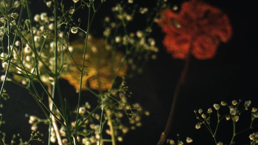 Some plants with green stems and others with flowers at the top on a black background
