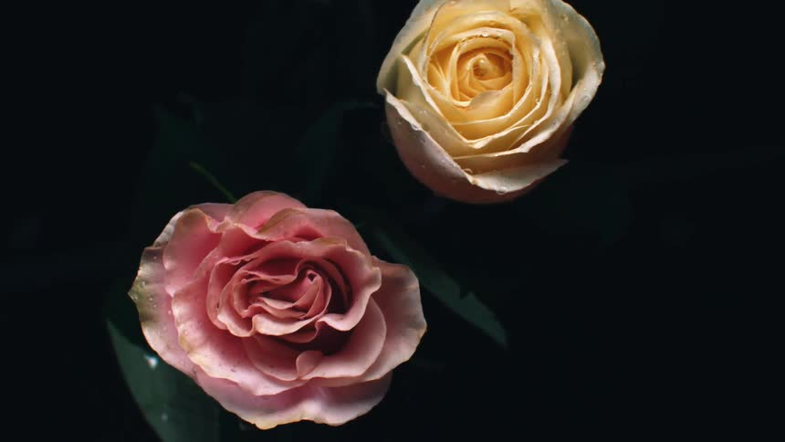 Two flowers floating in the water crash into each other