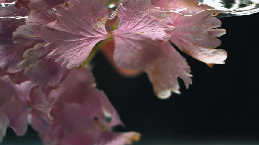 The flowers are floating on the water
