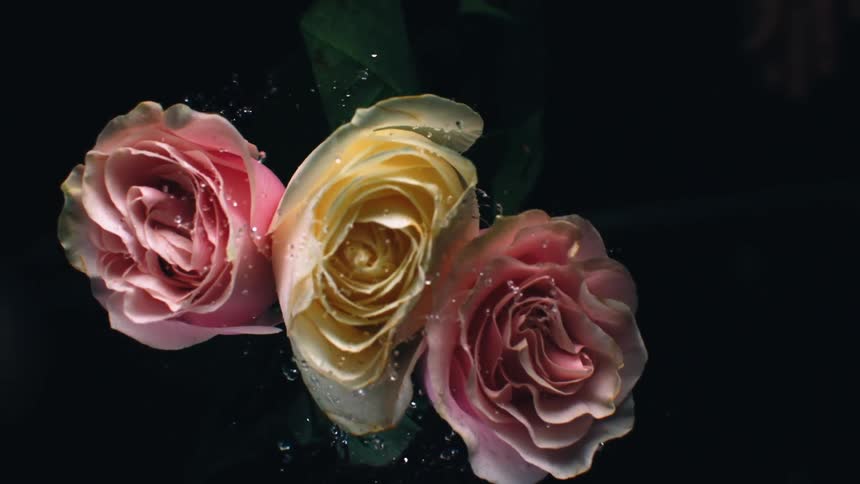 Red and yellow roses clash spreading water droplets