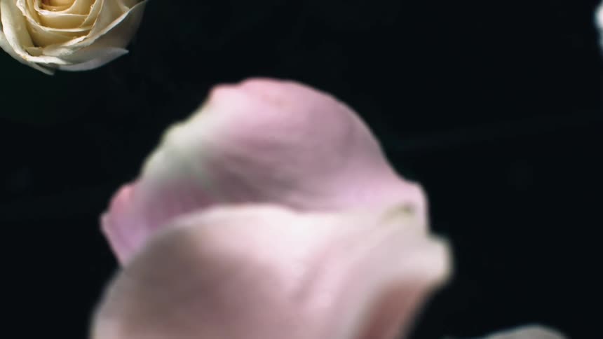 A number of roses and their petals fall and collide with each other in the darkness