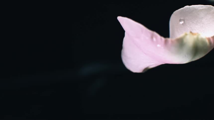 White and pink flower petals falling on a black background