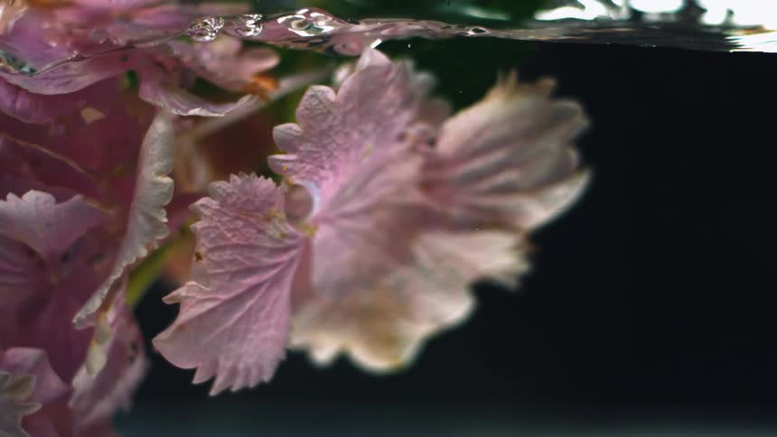 Purple leafed plant floats just beneath water surface