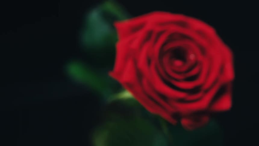 Light shines on a red rose in the darkness as droplets fly into the air