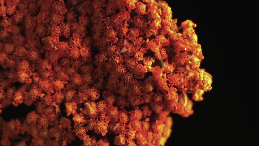 Close up of the texture surface of an orange sponge