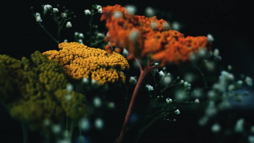 A drop of water falling on flowers
