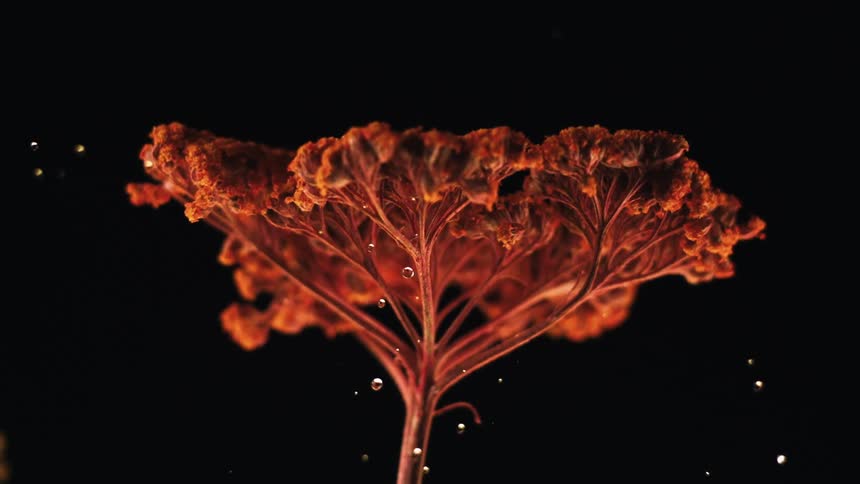 A drop of water falling on a red plant and exploding into several other drops