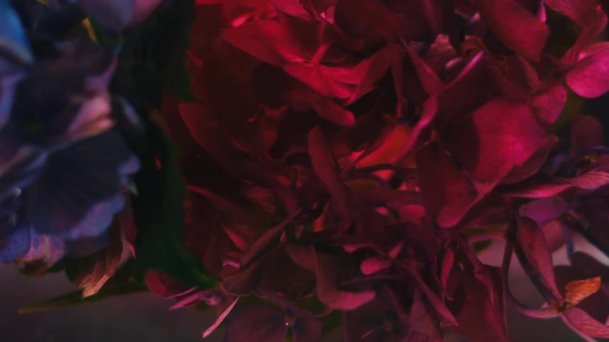 A red flower plant moves about
