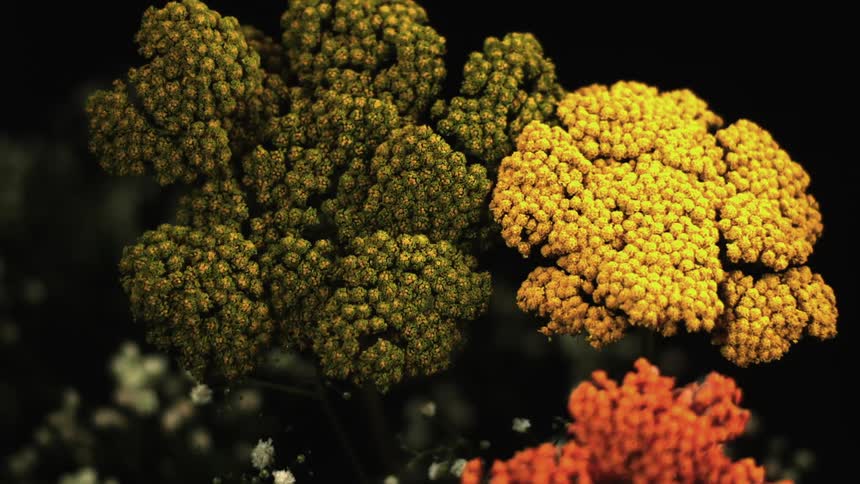 Water drop falls onto one of three flowering plants