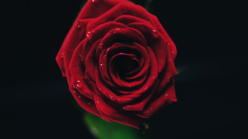 A single red rose that is viewed from above n covered in moisture slowly rotates