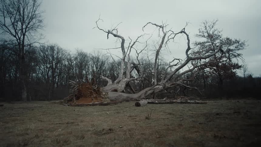 Tree lies fallen its expansive form stretched out across the ground