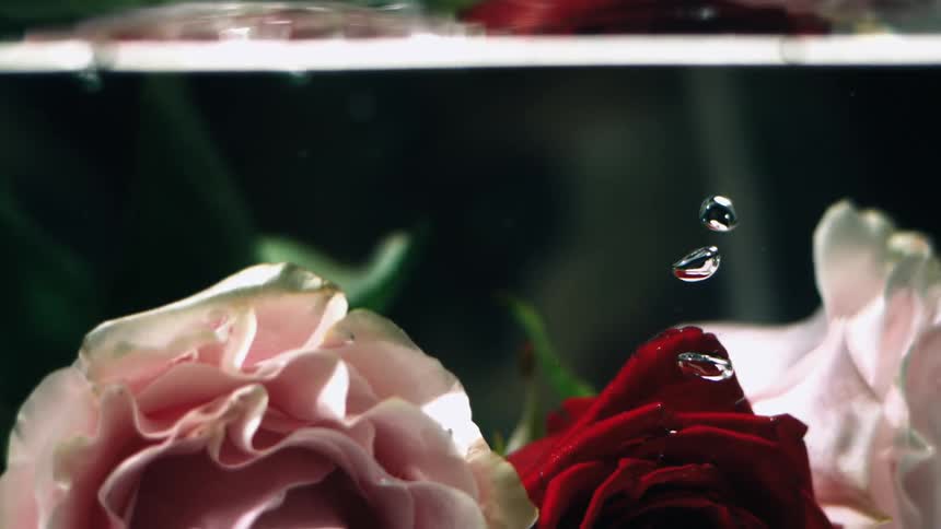 Flowers submerged in water during the day