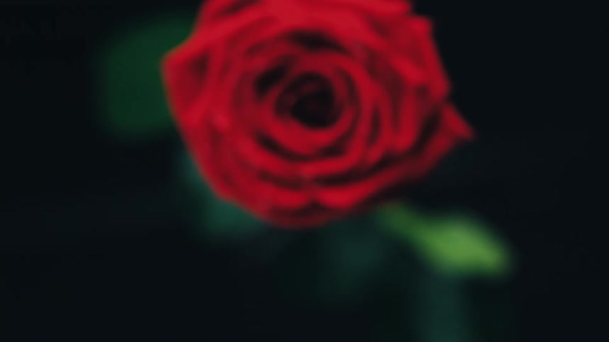 A rose falls downward and splashed into the surface of clear water
