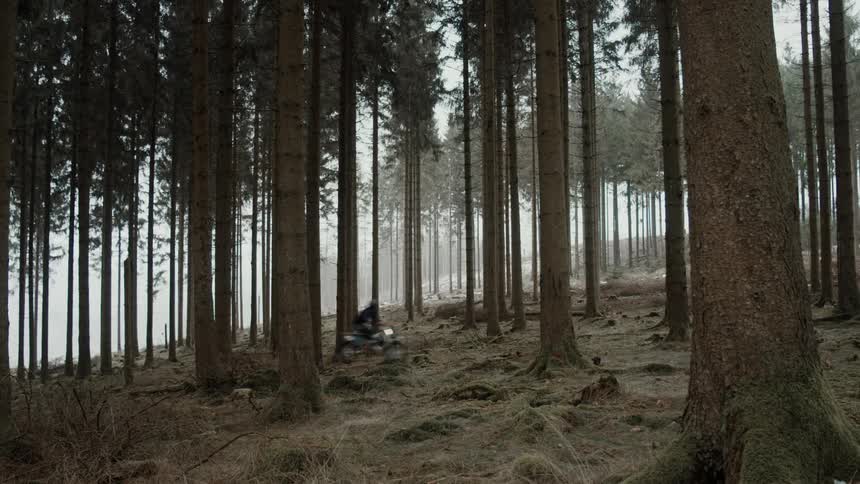A person drives a motorbike through a forest filled with tall trees