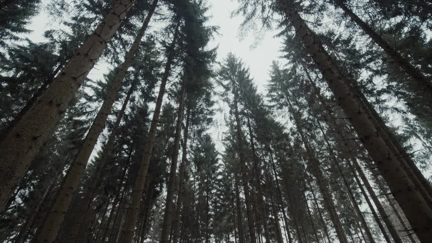 Tall conifer trees in forest allow view of sky on foggy day