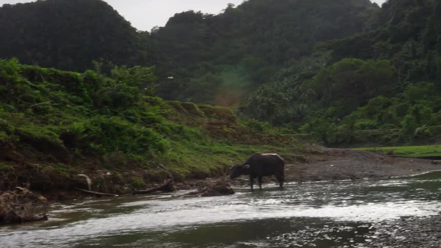 A cow stands in a flowing river