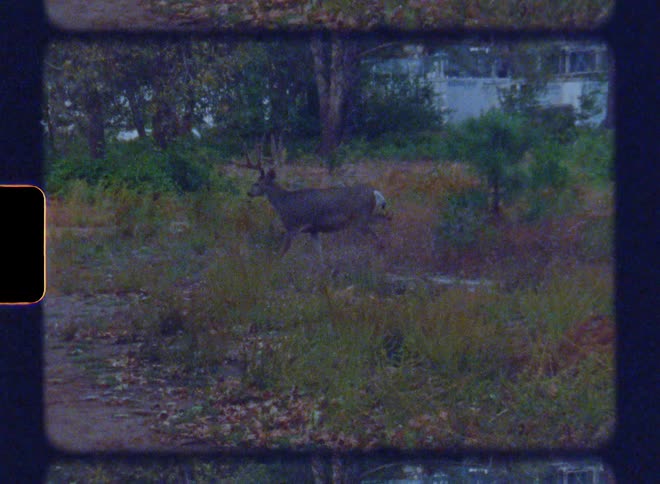 A white tailed deer gracefully walks in the field