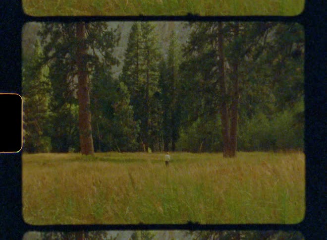 A person walking in the pine forest during the day