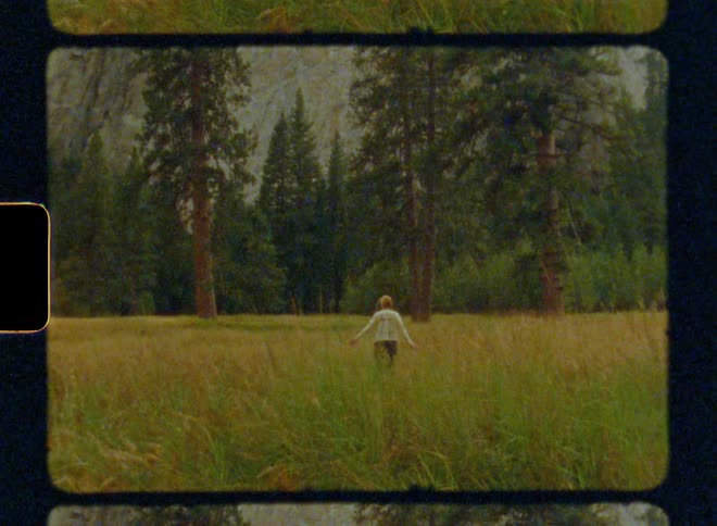 Person walks in a field of tall grass with tall trees in the background