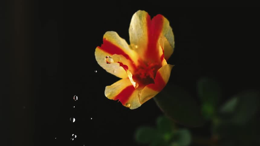 A small drop of water falls onto the petal of a delicate flower