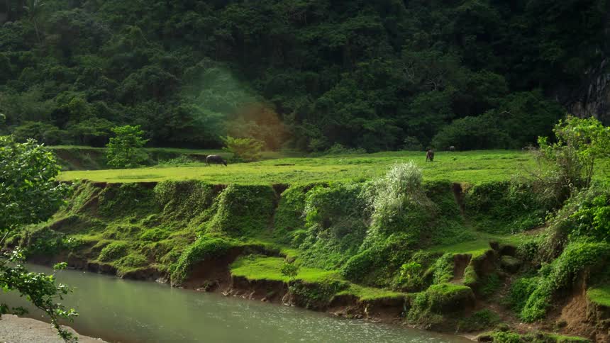 A small body of green water near grass and a tree covered mountain