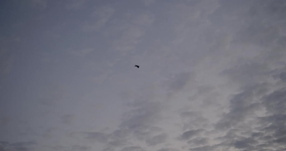 A bird is flying under the clouds