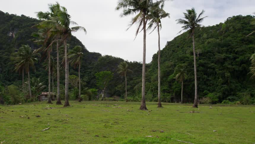 Palm trees swaying in the breeze