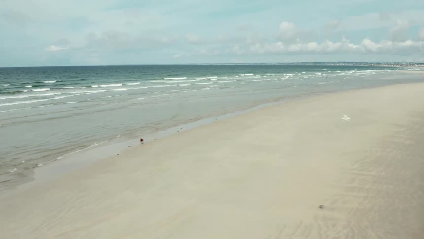 Bird flies over dog running along beach on a cloudy day