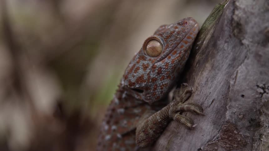 A lizard is laying on a tree trunk